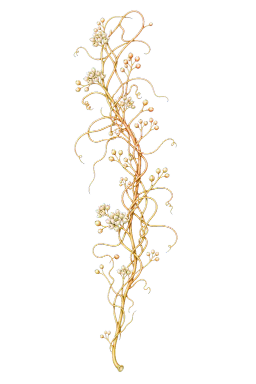CUSCUTACEAE