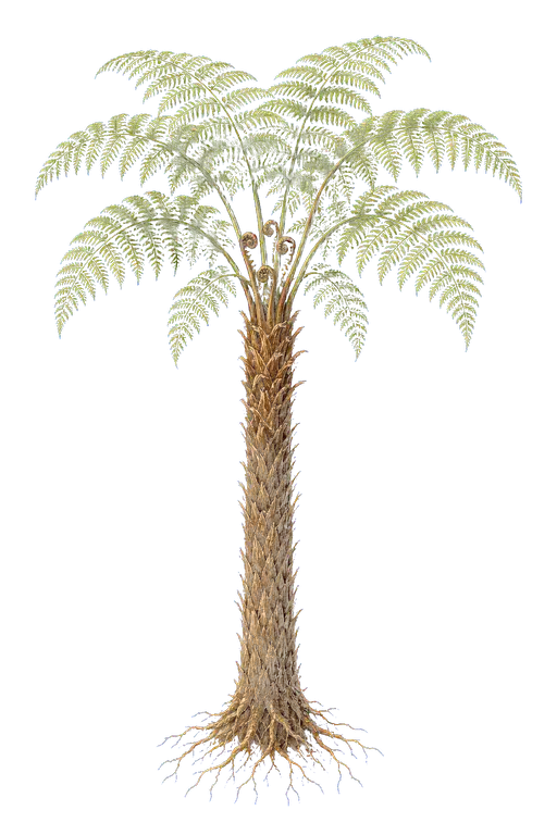 CYATHEACEAE