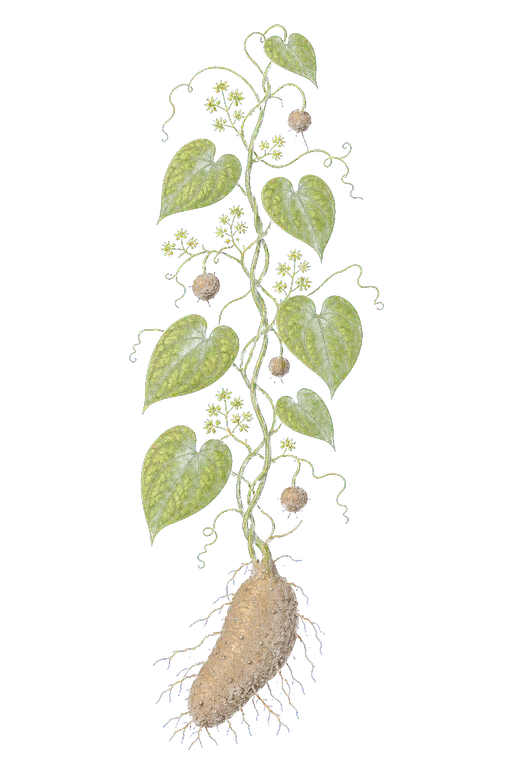 DIOSCOREACEAE