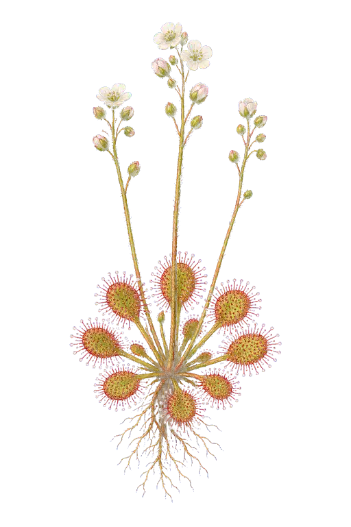 DROSERACEAE