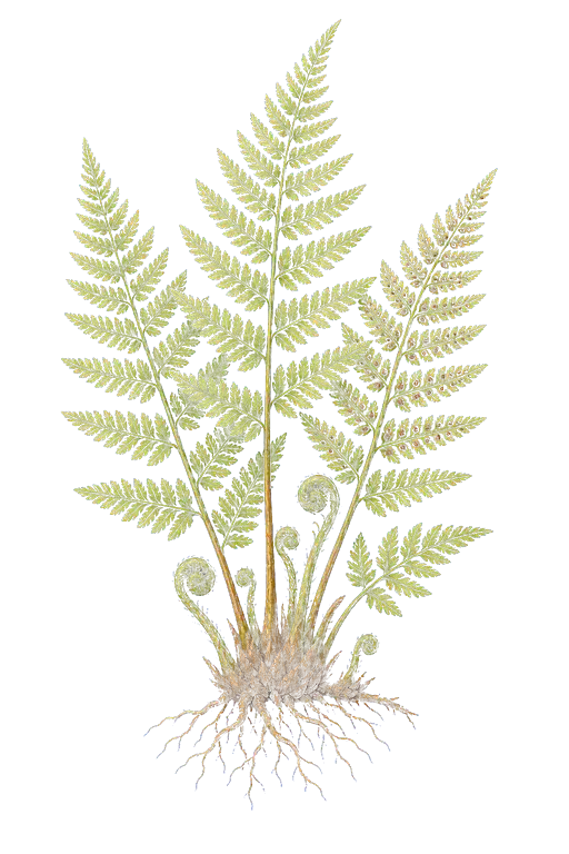 DRYOPTERIDACEAE
