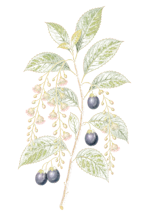 ELAEOCARPACEAE