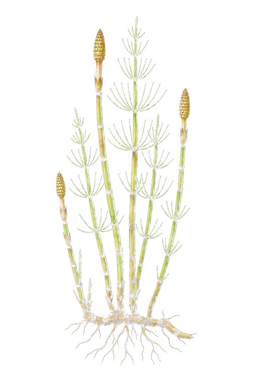 EQUISETACEAE