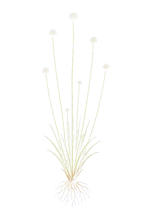 ERIOCAULACEAE