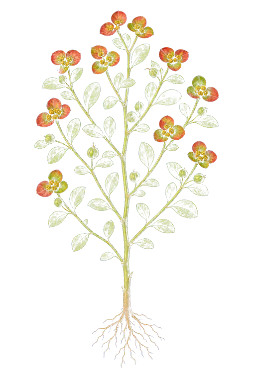 EUPHORBIACEAE