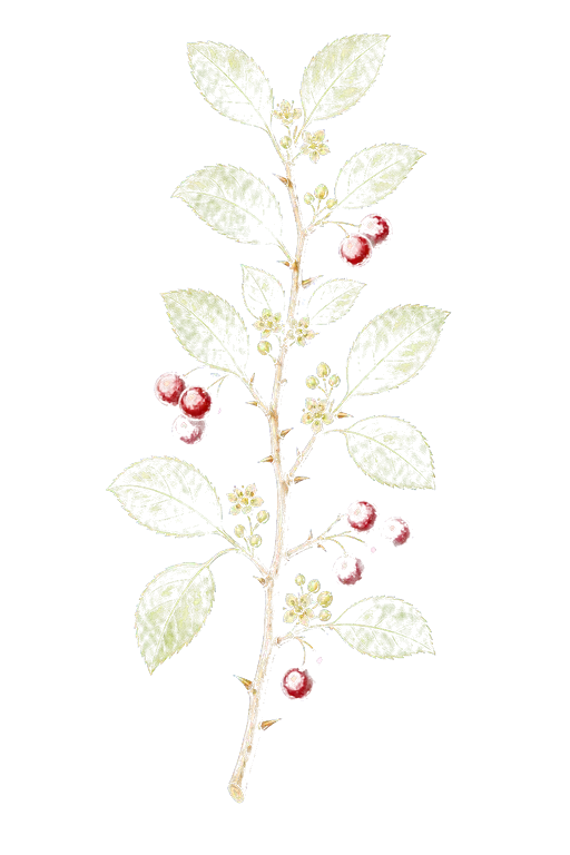 FLACOURTIACEAE