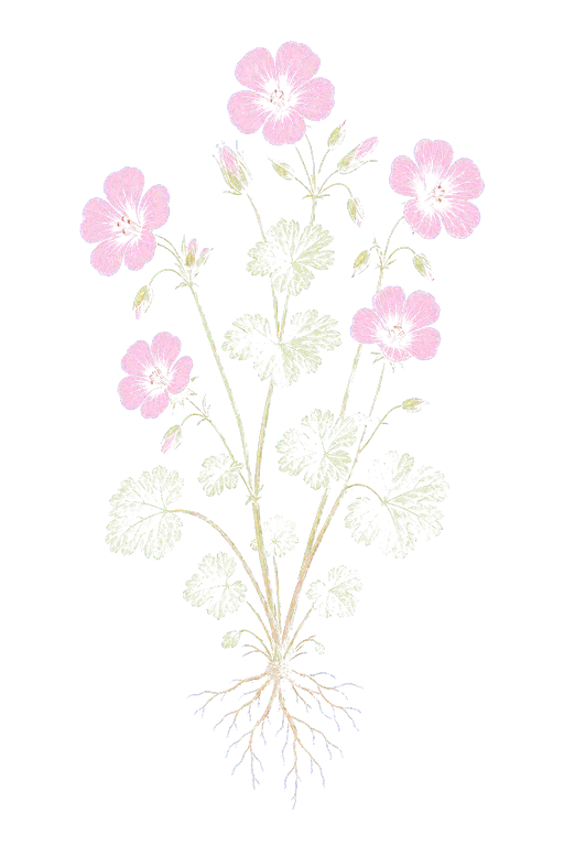 GERANIACEAE