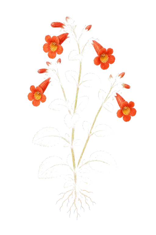GESNERIACEAE