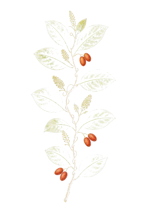 GNETACEAE