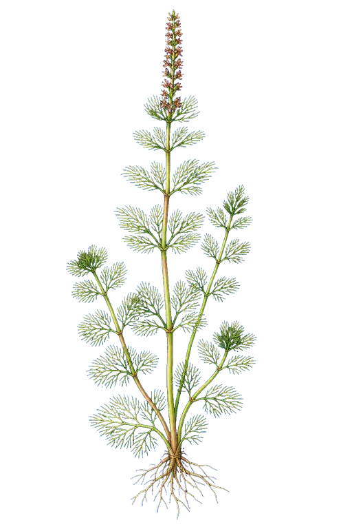 HALORAGACEAE
