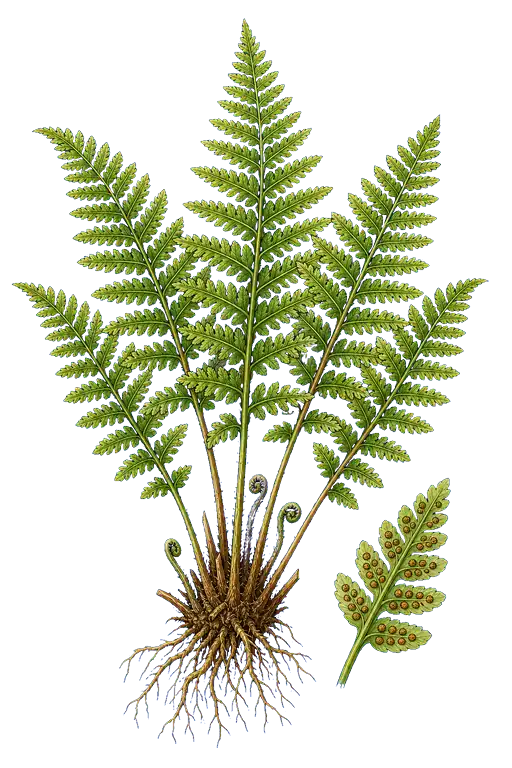 HYPODEMATIACEAE