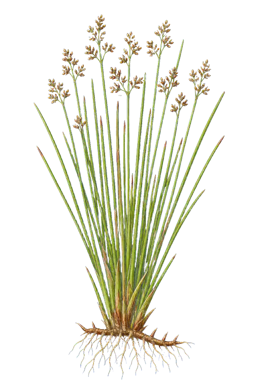 JUNCACEAE