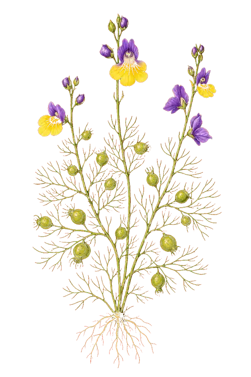 LENTIBULARIACEAE