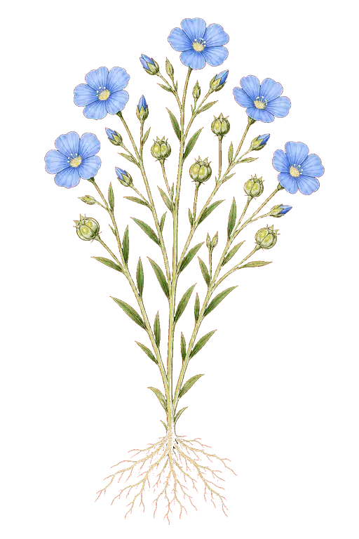 LINACEAE