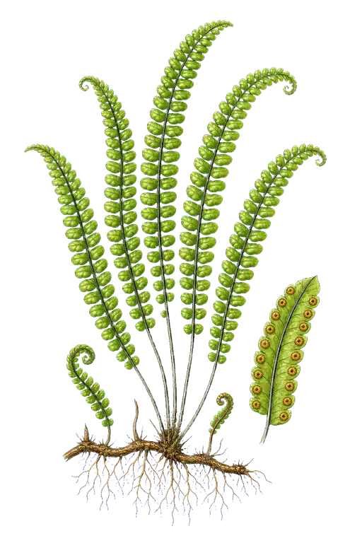 LINDSAEACEAE