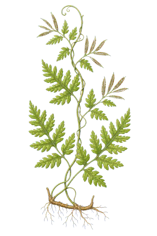 LYGODIACEAE