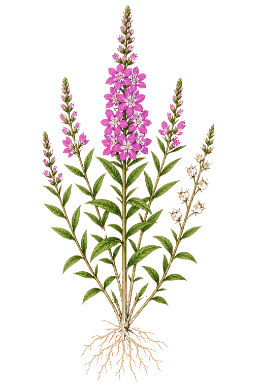LYTHRACEAE