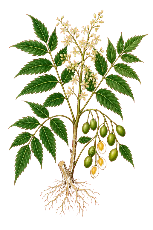 MELIACEAE
