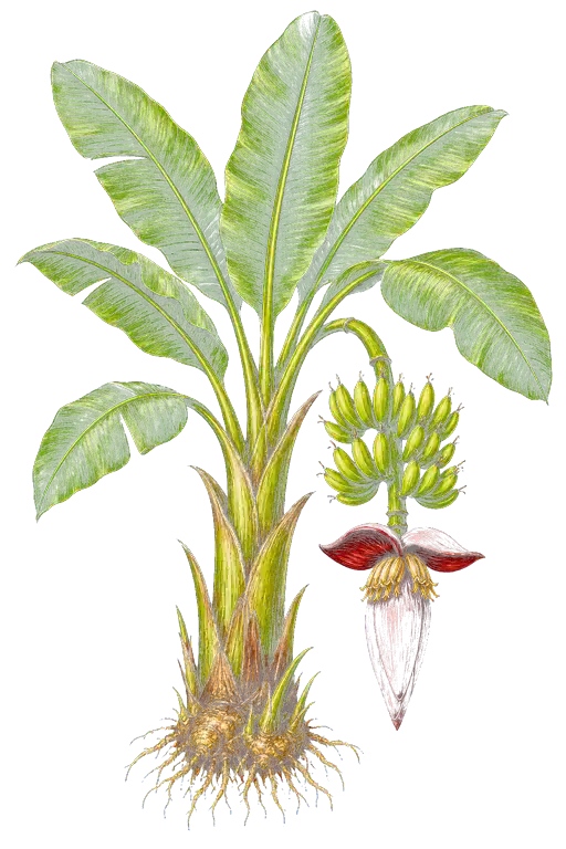 MUSACEAE