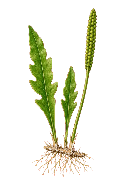 OPHIOGLOSSACEAE