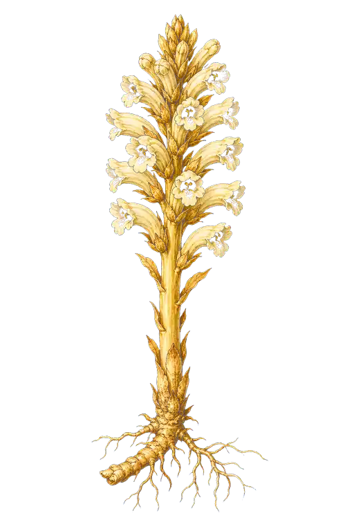 OROBANCHACEAE
