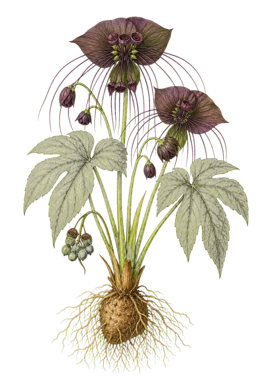 TACCACEAE